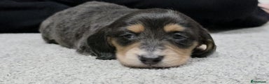 Miniature Dachshund Puppy 1