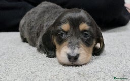 Miniature Dachshund dogs for sale: Long haired miniature dachshund  - Image 21