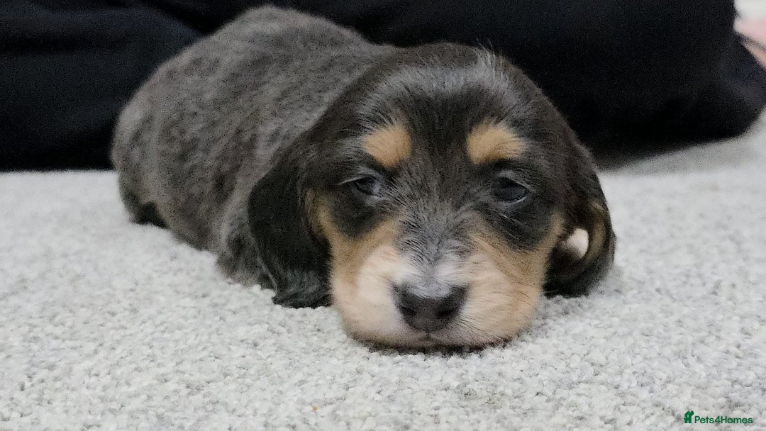 Miniature Dachshund dogs for sale: Long haired miniature dachshund  - Image 21