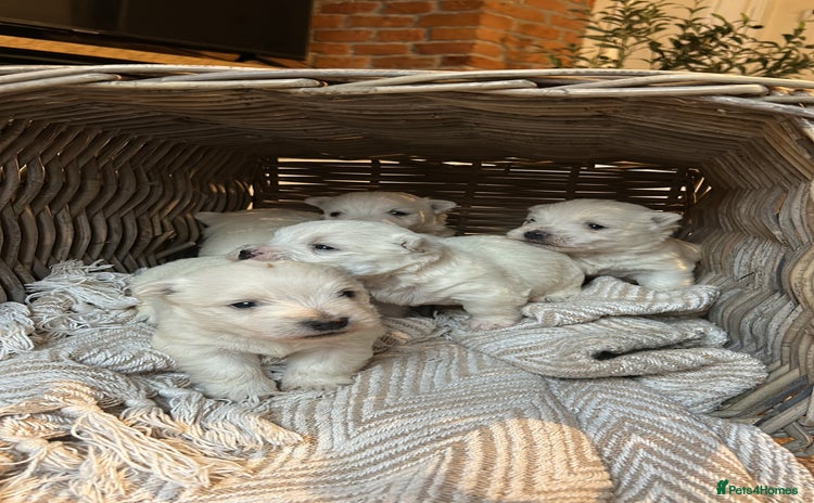 West Highland Terrier dogs BEAUTIFUL KC WESTIE PUPPIES - Advert 7