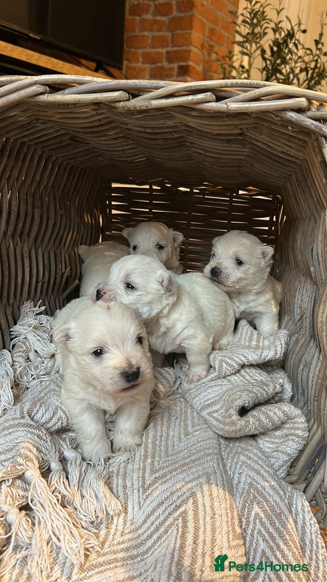 West Highland Terrier dogs for sale: BEAUTIFUL KC WESTIE PUPPIES - Advert 1