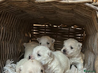 West Highland Terrier dogs BEAUTIFUL KC WESTIE PUPPIES - Advert 8