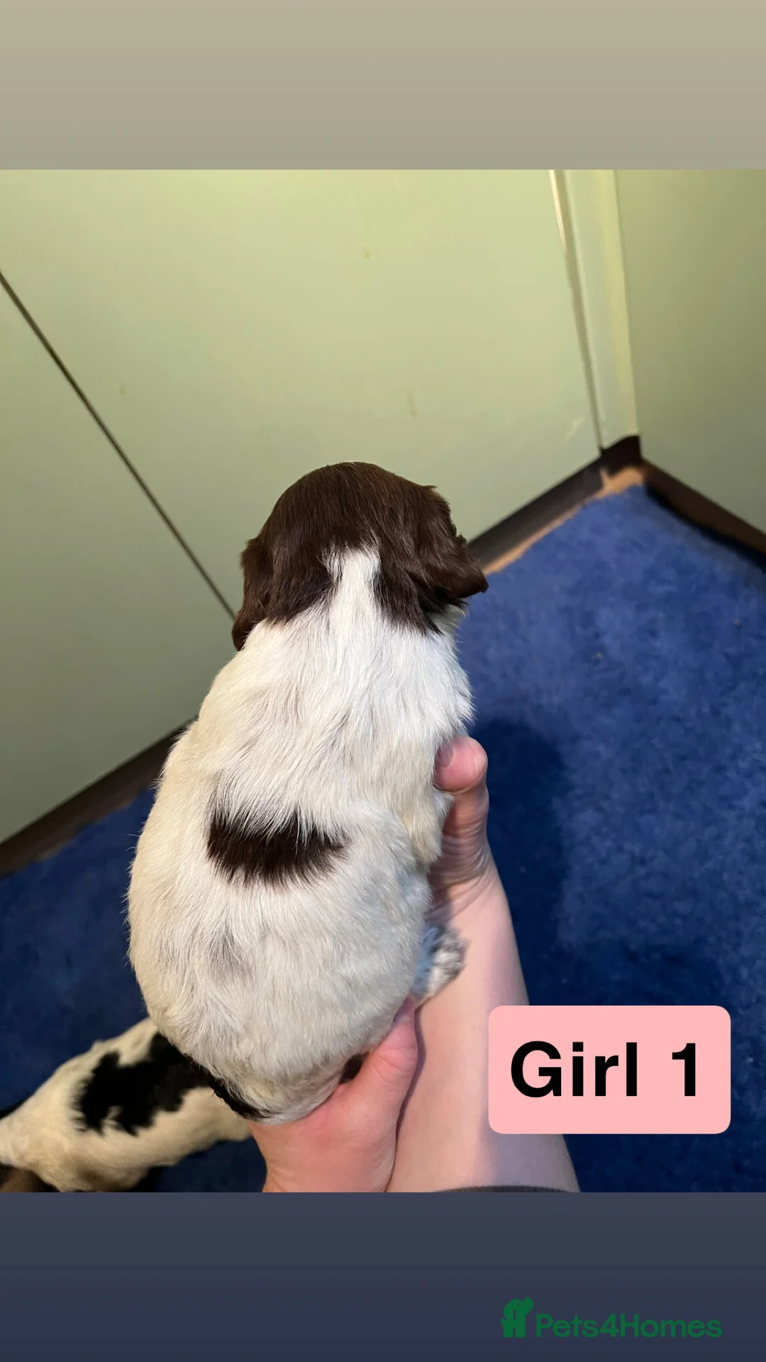 Cocker Spaniel dogs for sale: Kc Reg,health clear, working type cocker spaniel - Advert 13