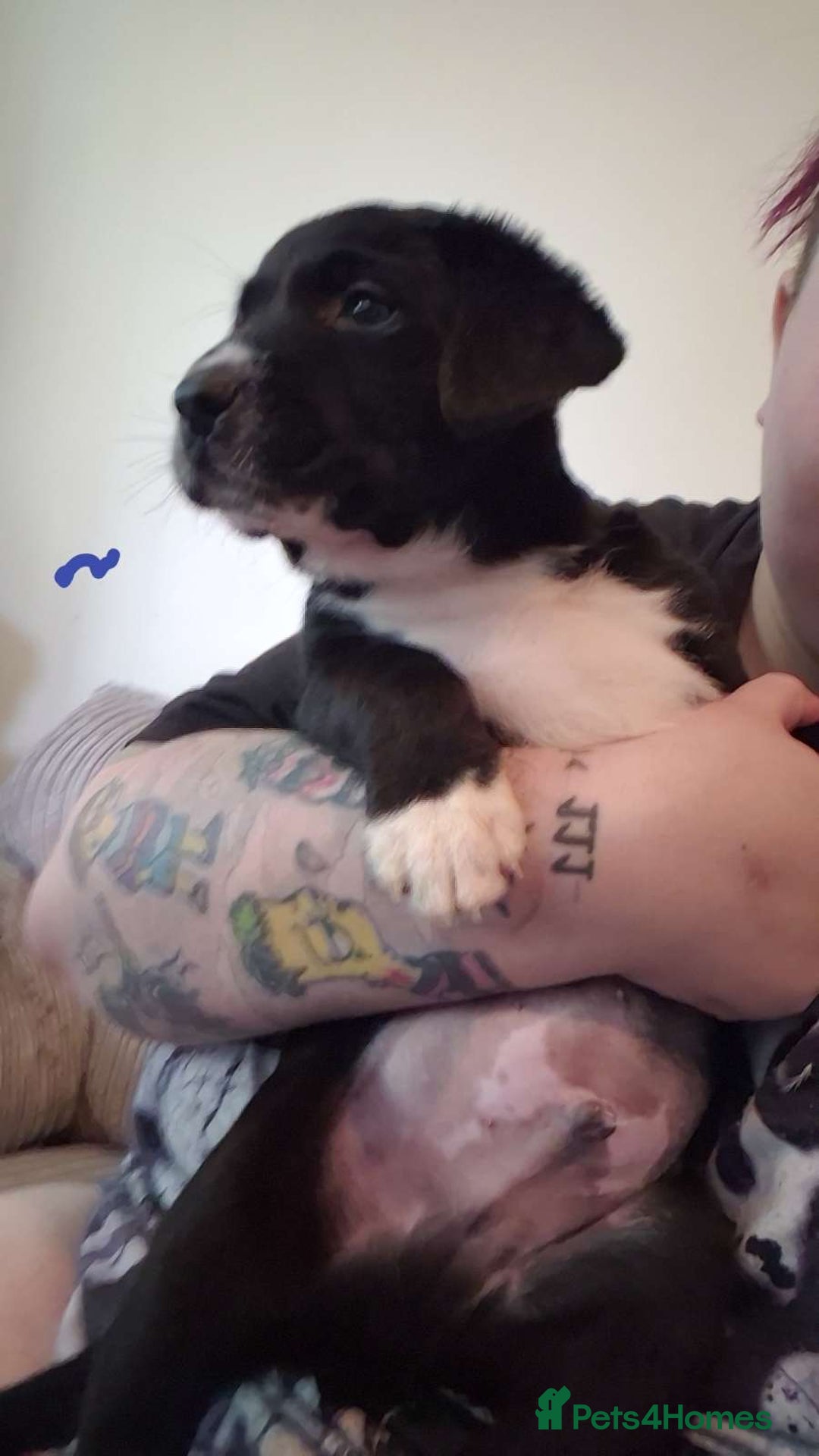 Mixed Breed dogs for sale: 4x Lab×Collie puppys - Image 11