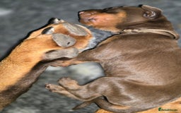 Dobermann dogs for sale: *HEALTH TESTED,HOME REARED,STUNNING DOBERMAN PUPS - Image 7