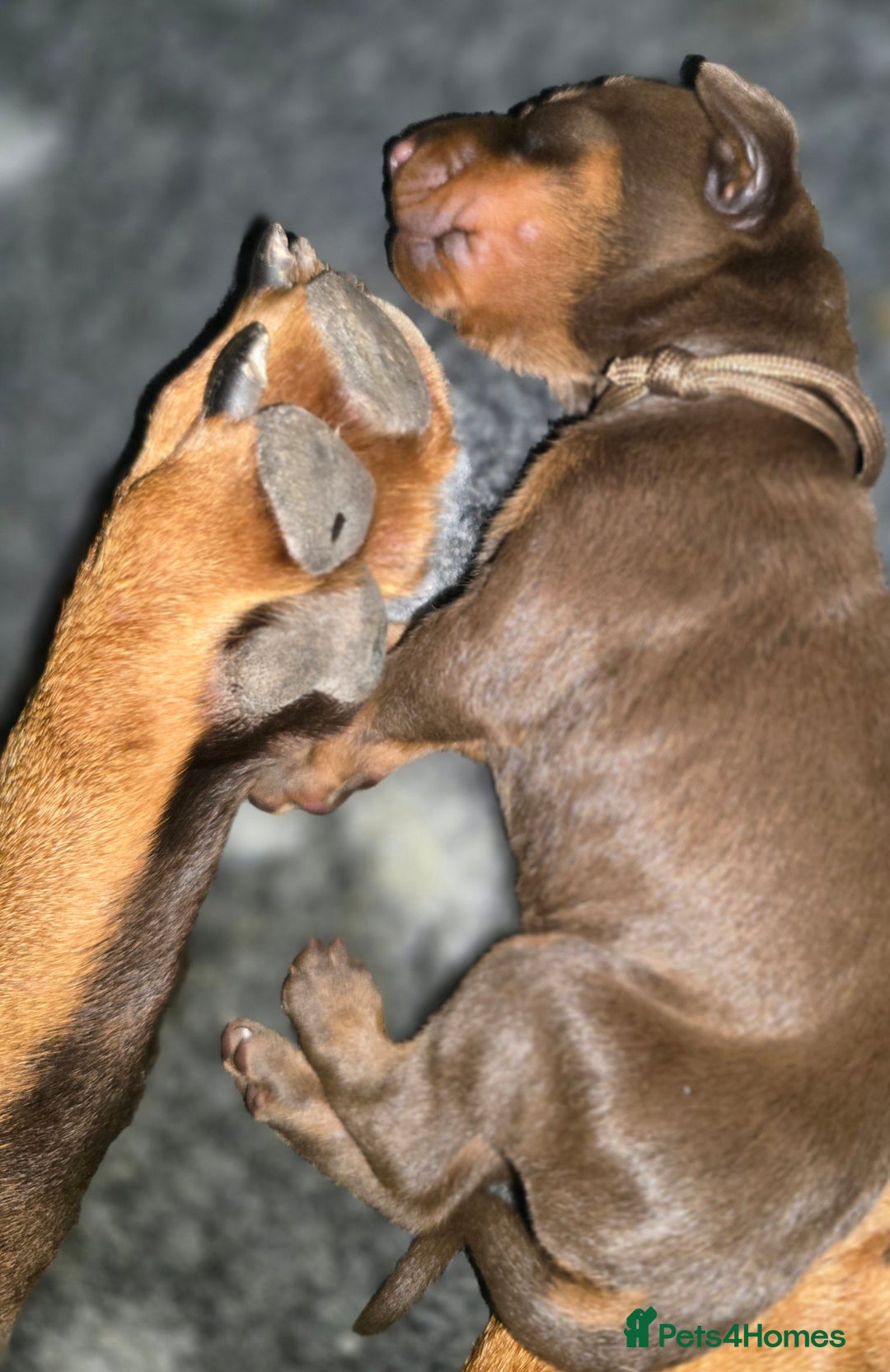 Dobermann dogs for sale: *HEALTH TESTED,HOME REARED,STUNNING DOBERMAN PUPS - Image 7