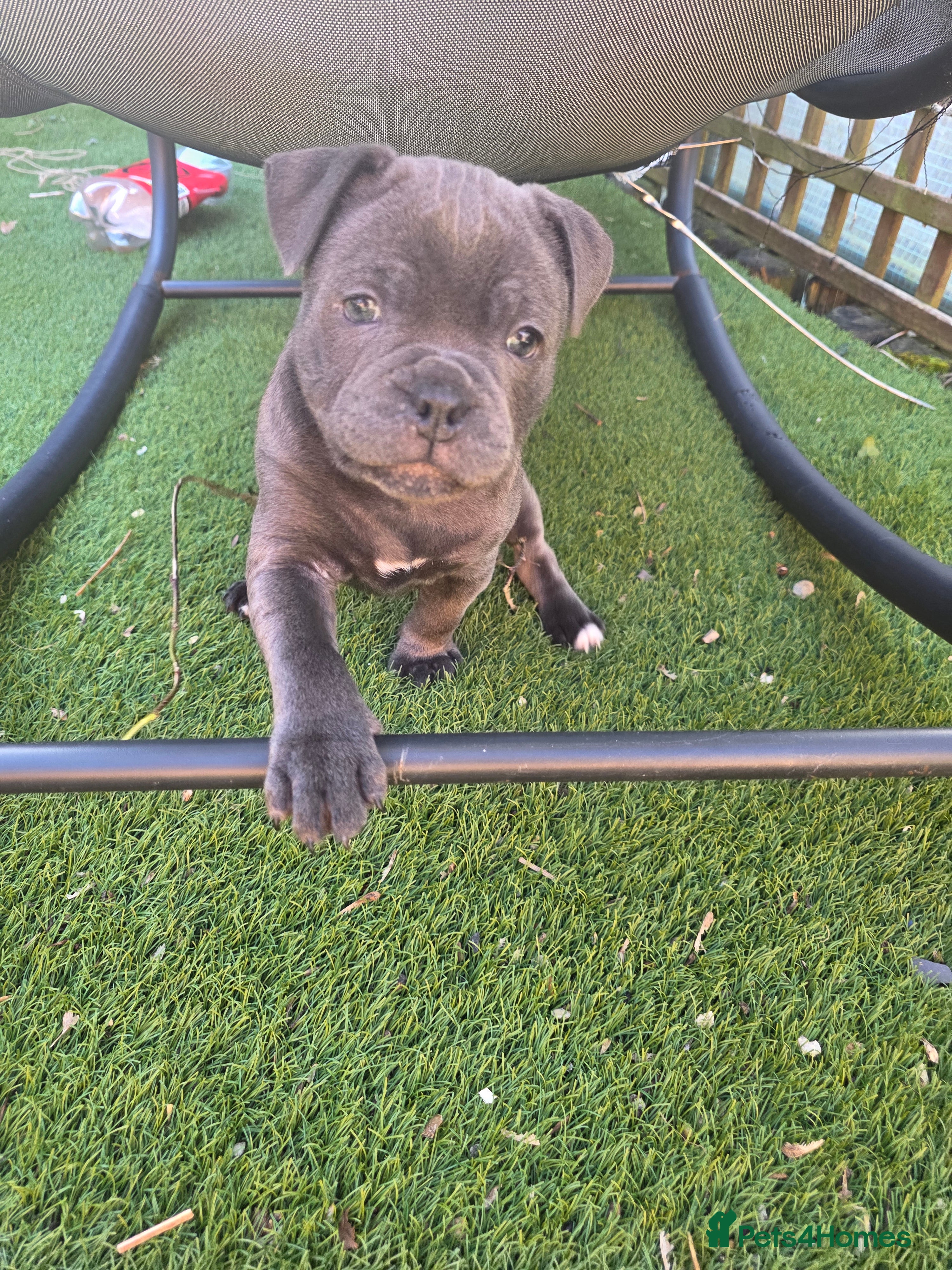 Staffordshire Bull Terrier dogs KC Reg Staffy-Vaglo, Genesis, bouncer- COI 5.2 - Advert 3