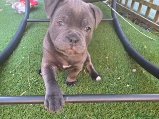 Staffordshire Bull Terrier dogs KC Reg Staffy-Vaglo, Genesis, bouncer- COI 5.2 - Advert 11