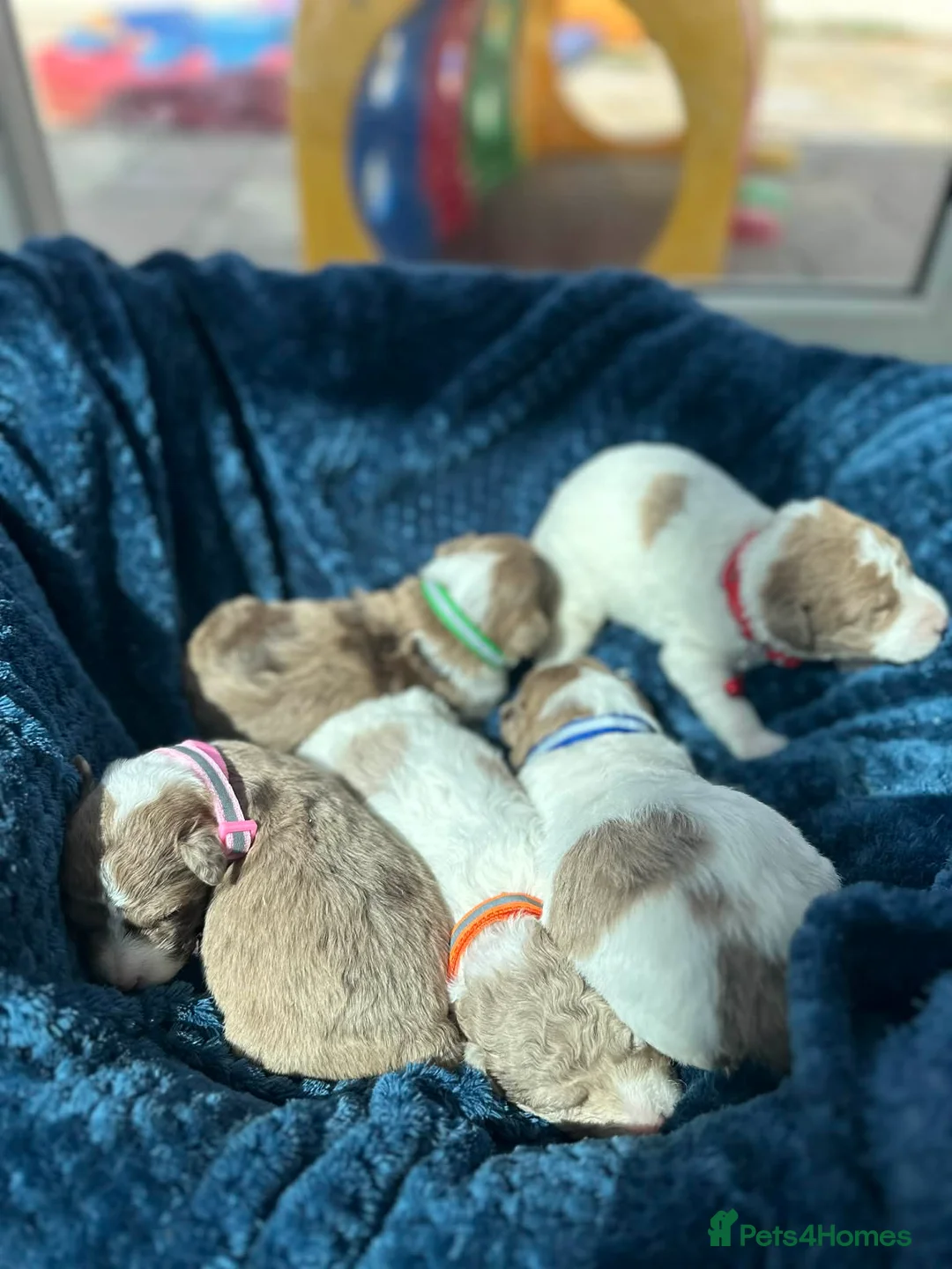 Bordoodle dogs for sale: Bordoodle boys and girls - Advert 1