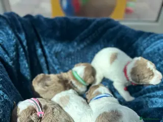 Bordoodle dogs Bordoodle boys and girls - Advert 7