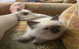 Ragdoll cats for sale: Beautiful ragdoll kittens for sale  - Image 5