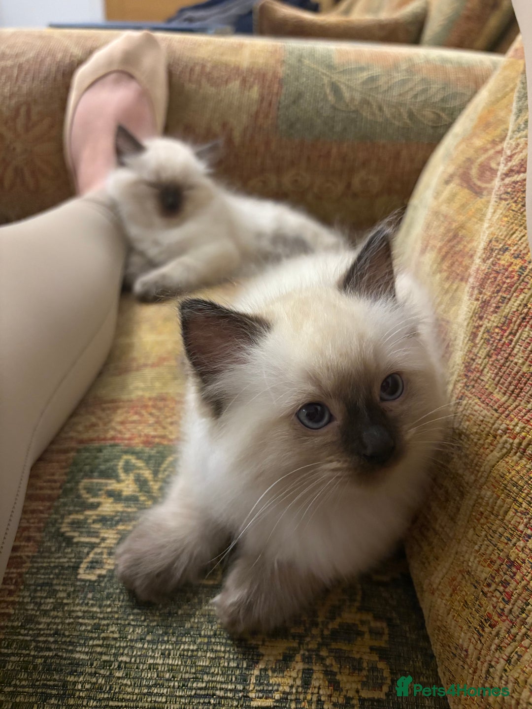 Ragdoll cats for sale: Beautiful ragdoll kittens for sale  - Image 5