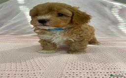 Maltipoo dogs for sale: Waiting list now open , health tested, Maltipoo’s - Image 5