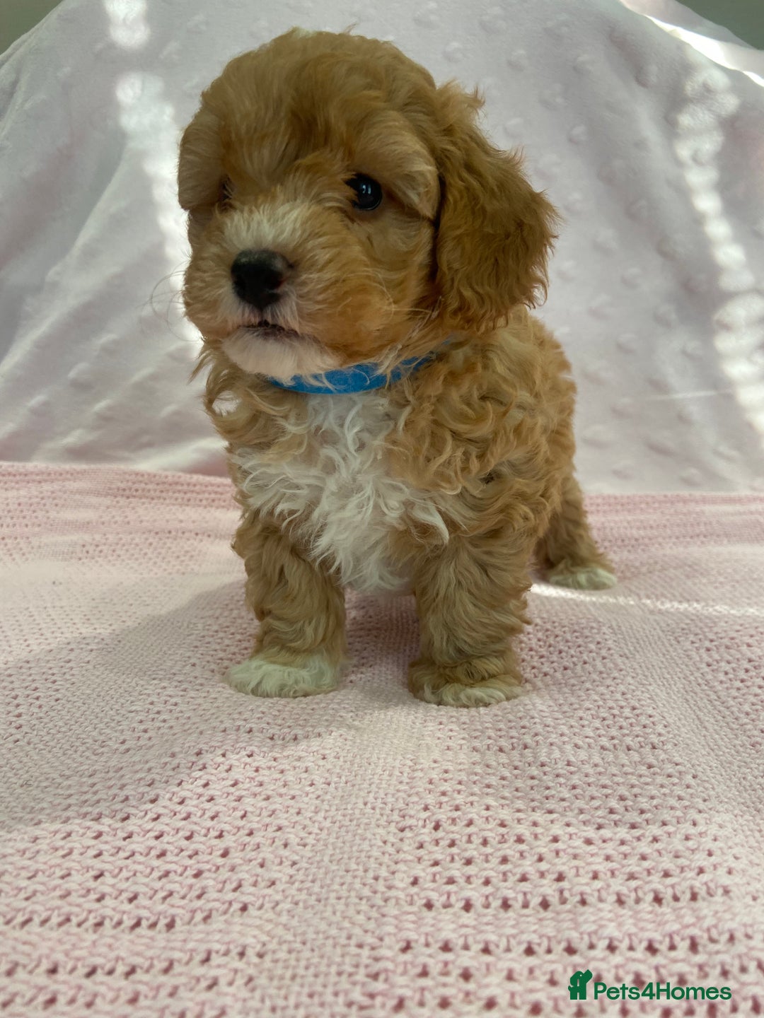 Maltipoo dogs for sale: Waiting list now open , health tested, Maltipoo’s - Image 5