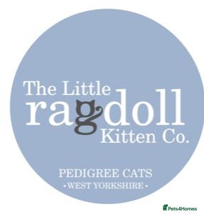 Ragdoll cats Stunning GCCF Ragdoll Kittens - Advert 2