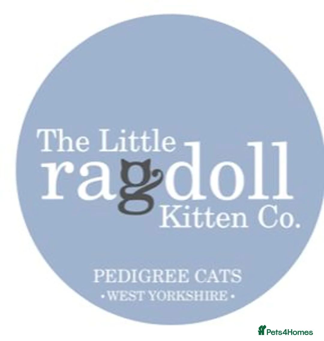 Ragdoll cats for sale: Stunning GCCF Ragdoll Kittens in Halifax - Advert 1
