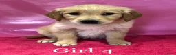 Golden Retriever dogs for sale: K/C Golden Retriever Pups in Basildon - Advert 7