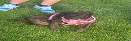 Mixed Breed dogs for sale: Staffy x collie in Bury - Advert 1