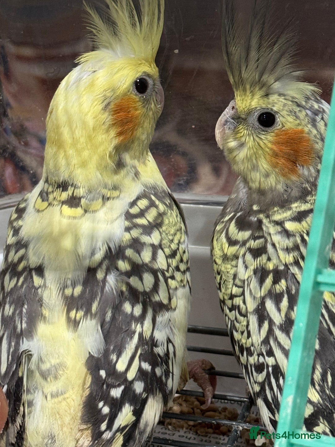 Cockatiels birds for sale: Baby cockatiels  - Advert 10