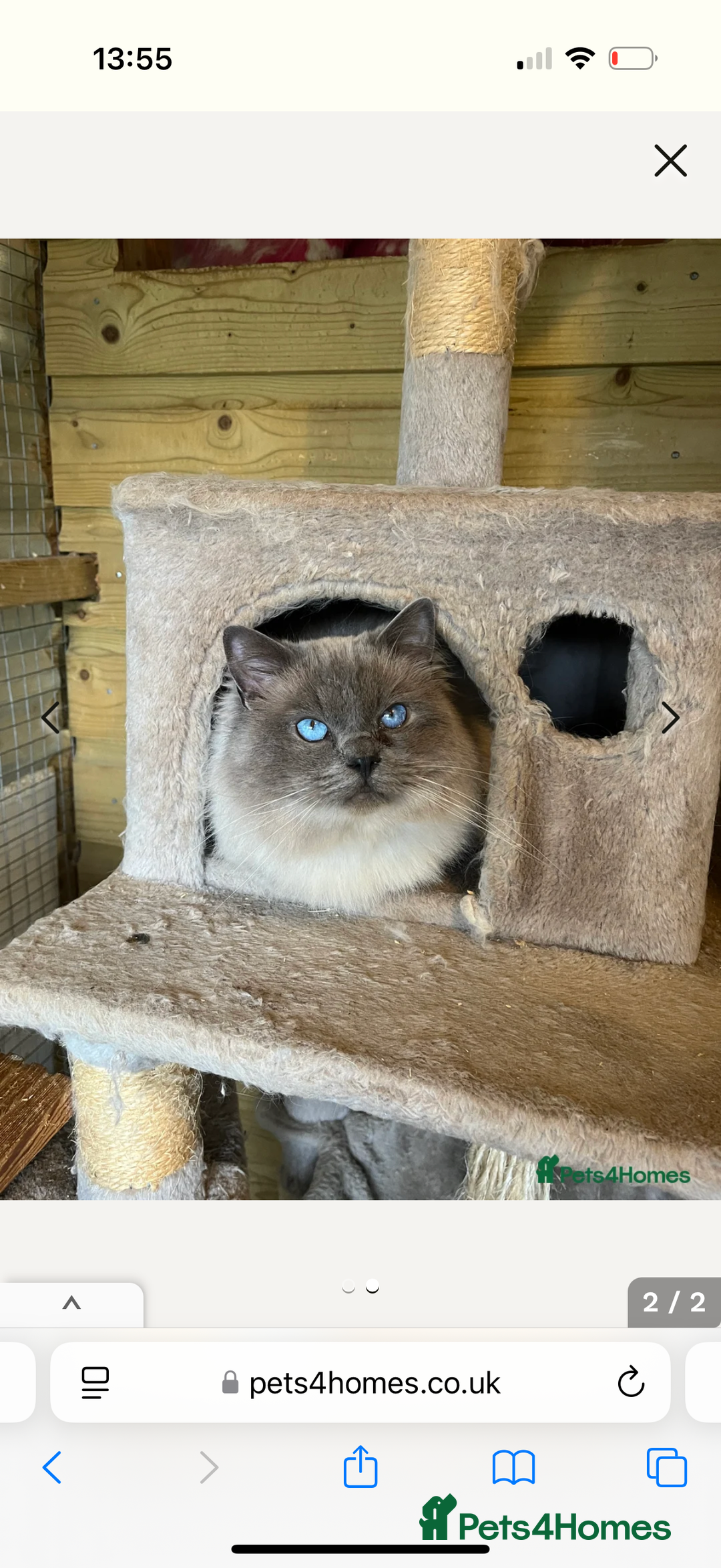 Mixed Breed cats for sale: Ragdoll x READY TO LEAVE NOW - Image 7