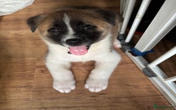 Akita dogs for sale: American akita Female bitches  - Image 16