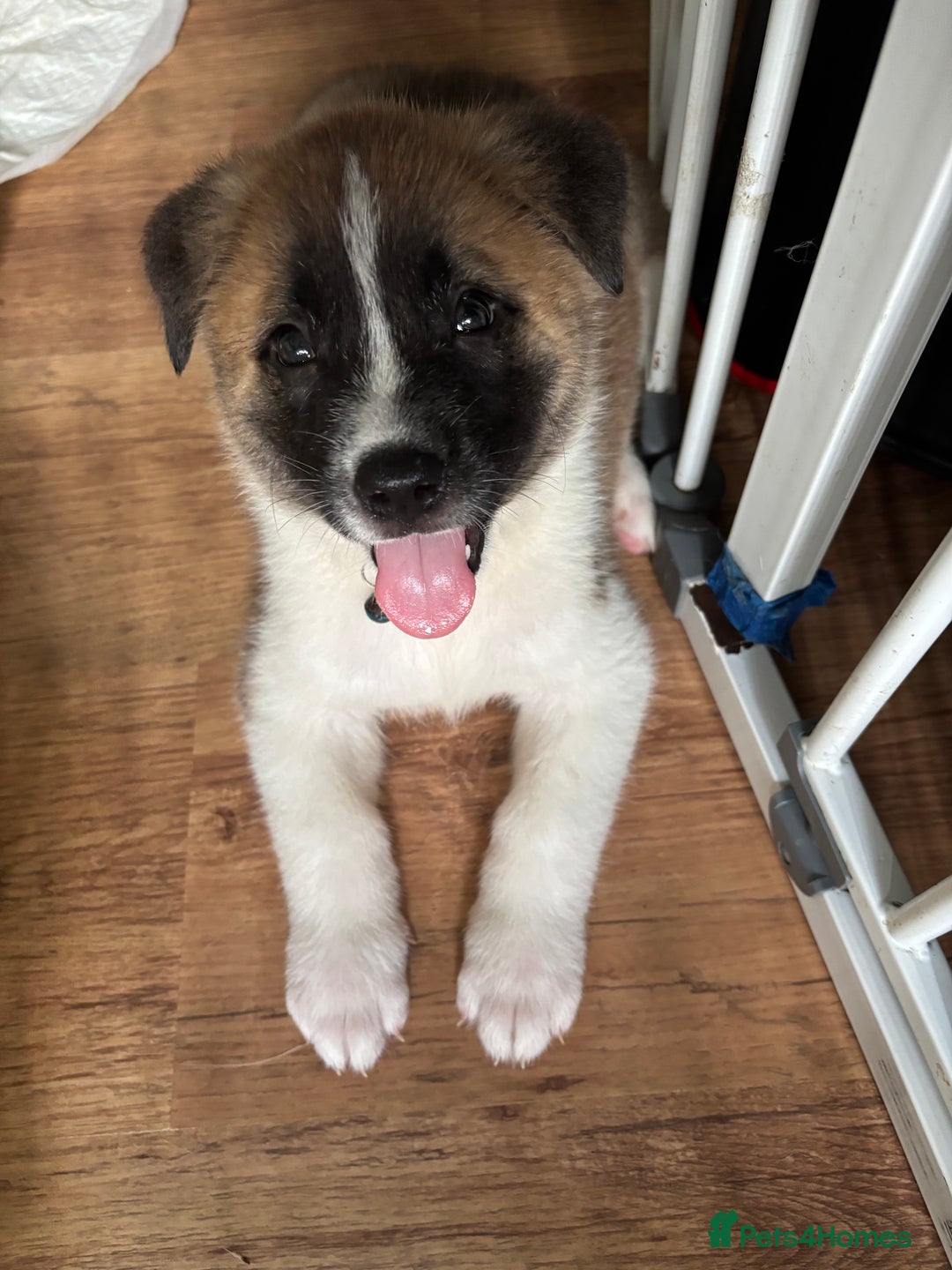 Akita dogs for sale: American akita Female bitches  - Image 16