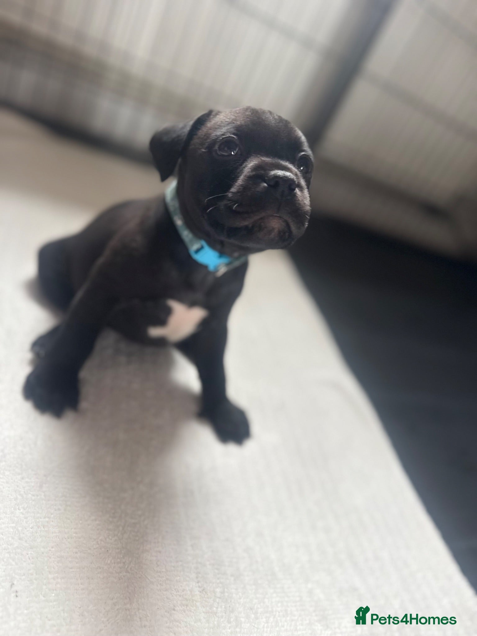 Staffordshire Bull Terrier dogs Staffordshire bull terrier puppy’s  - Advert 15