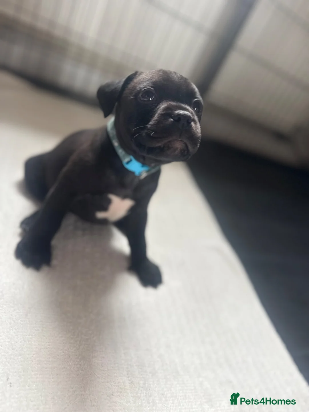 Staffordshire Bull Terrier dogs for sale: Ready to leave 23rd, staffy puppys(great quality)  - Advert 1