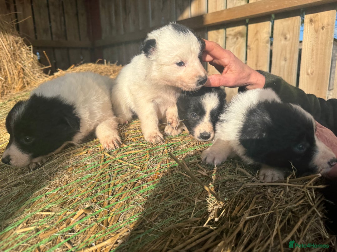 Border Collie dogs for sale: Very cute Border Collie Pups From Working Dogs - Advert 35