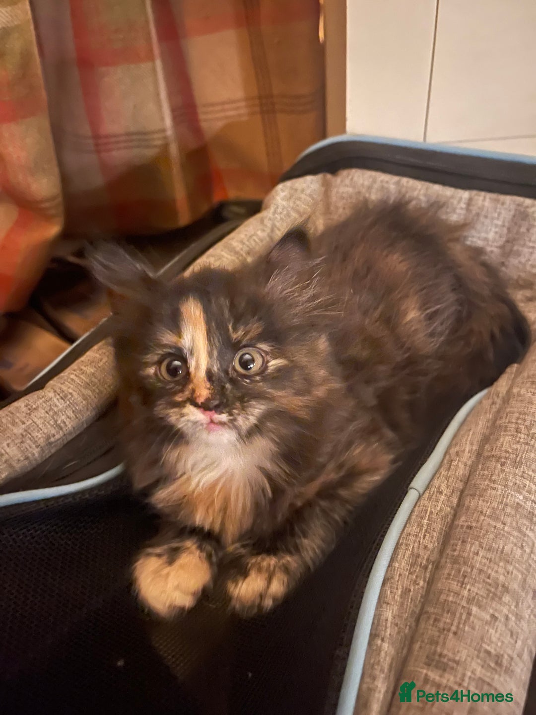 British Longhair cats for sale: Maincoon x British Long haired kitten.  - Image 6