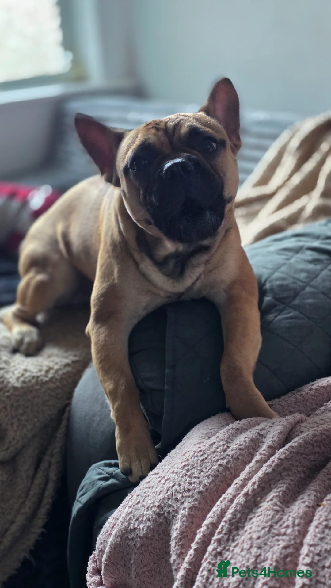Mixed Breed dogs for sale: Stunning frenchie x Chihuahua boy - Advert 2