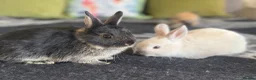 Netherland Dwarf rabbits for sale: Pure Netherland dwarf bunnies  in London - Advert 2