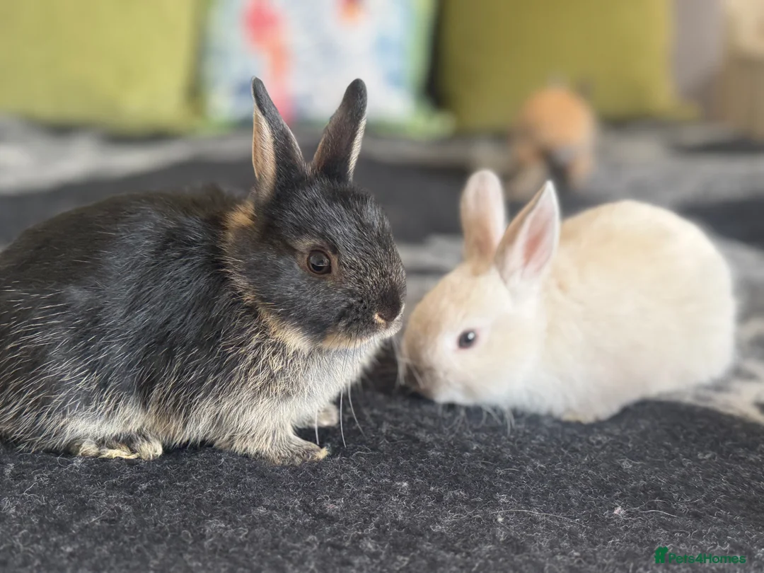 Netherland Dwarf rabbits for sale: Pure Netherland dwarf bunnies  in London - Advert 2