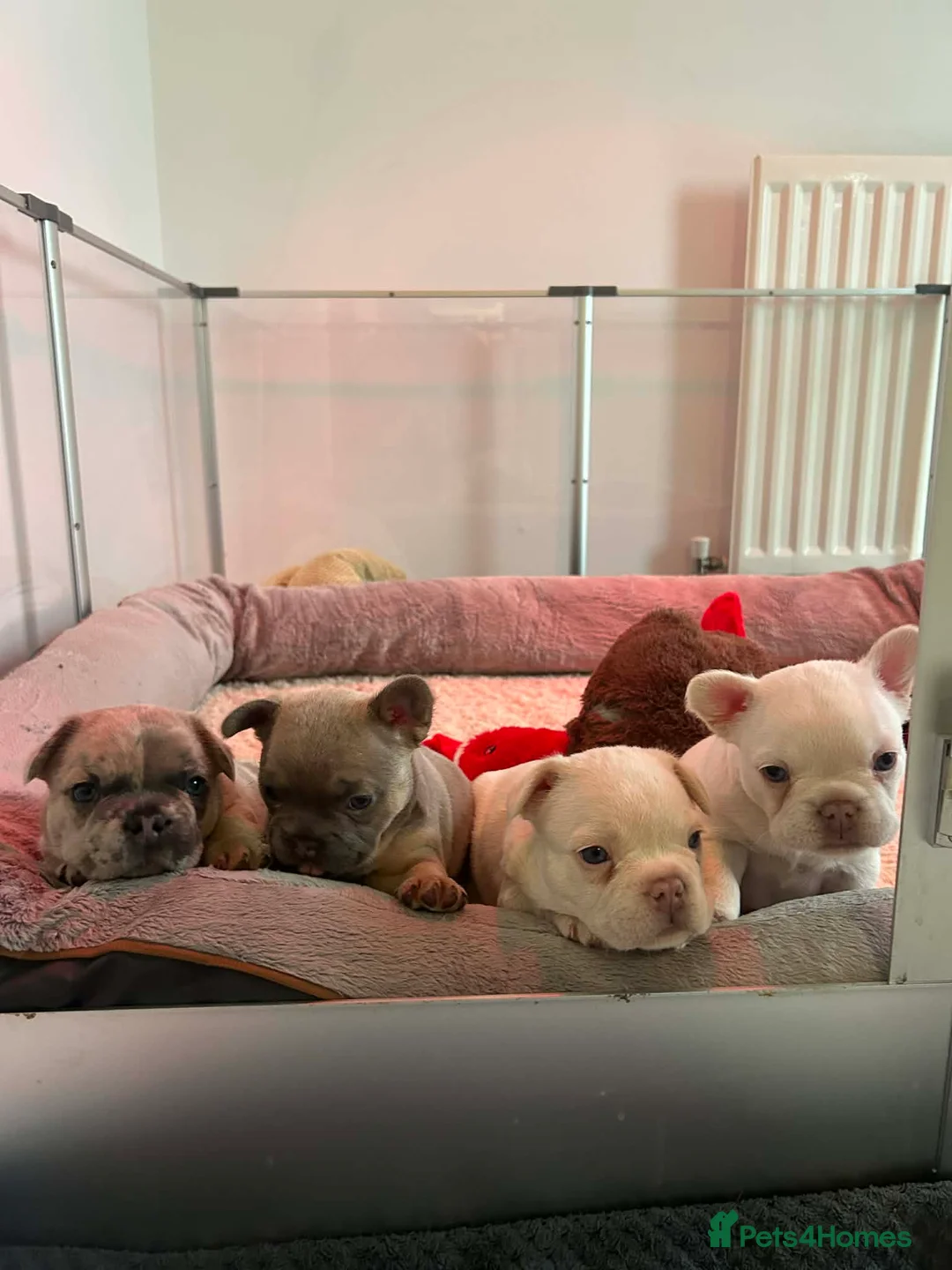 French Bulldog dogs for sale: platinum and Isabella blue fawn French bulldog  - Advert 6