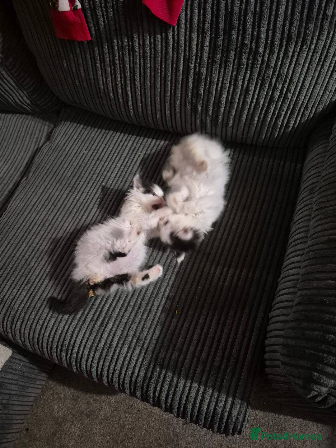 Ragdoll cats for sale: 💥💞Ragdoll x domestic💞💥  - Advert 2