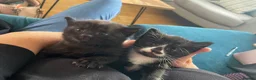 Mixed Breed cats for sale: Mixed Kittens - Advert 5