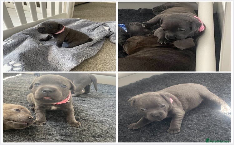 Staffordshire Bull Terrier dogs in Colchester - Advert 3