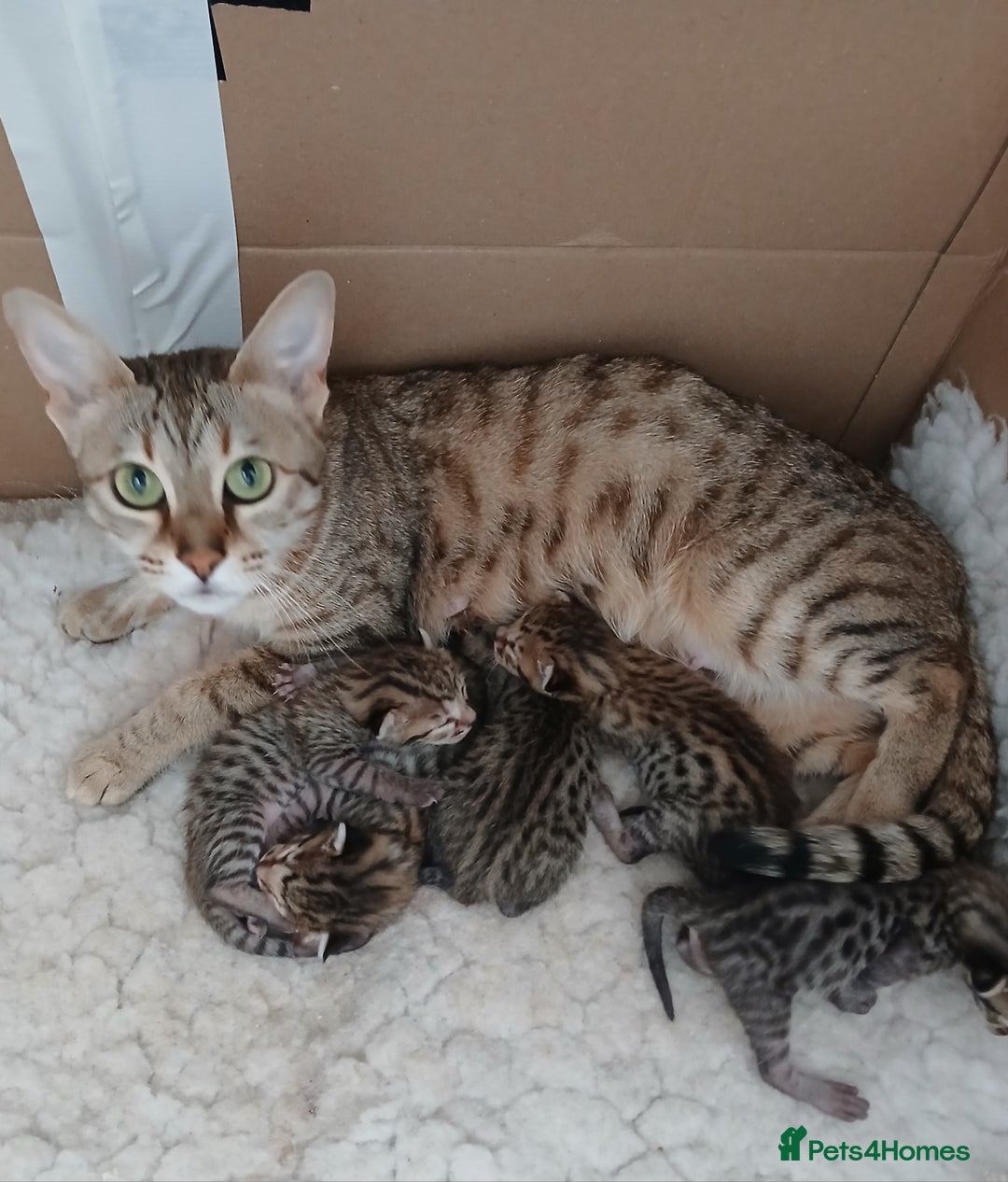 Savannah cats for sale: Stunning  Savannahs - Image 22