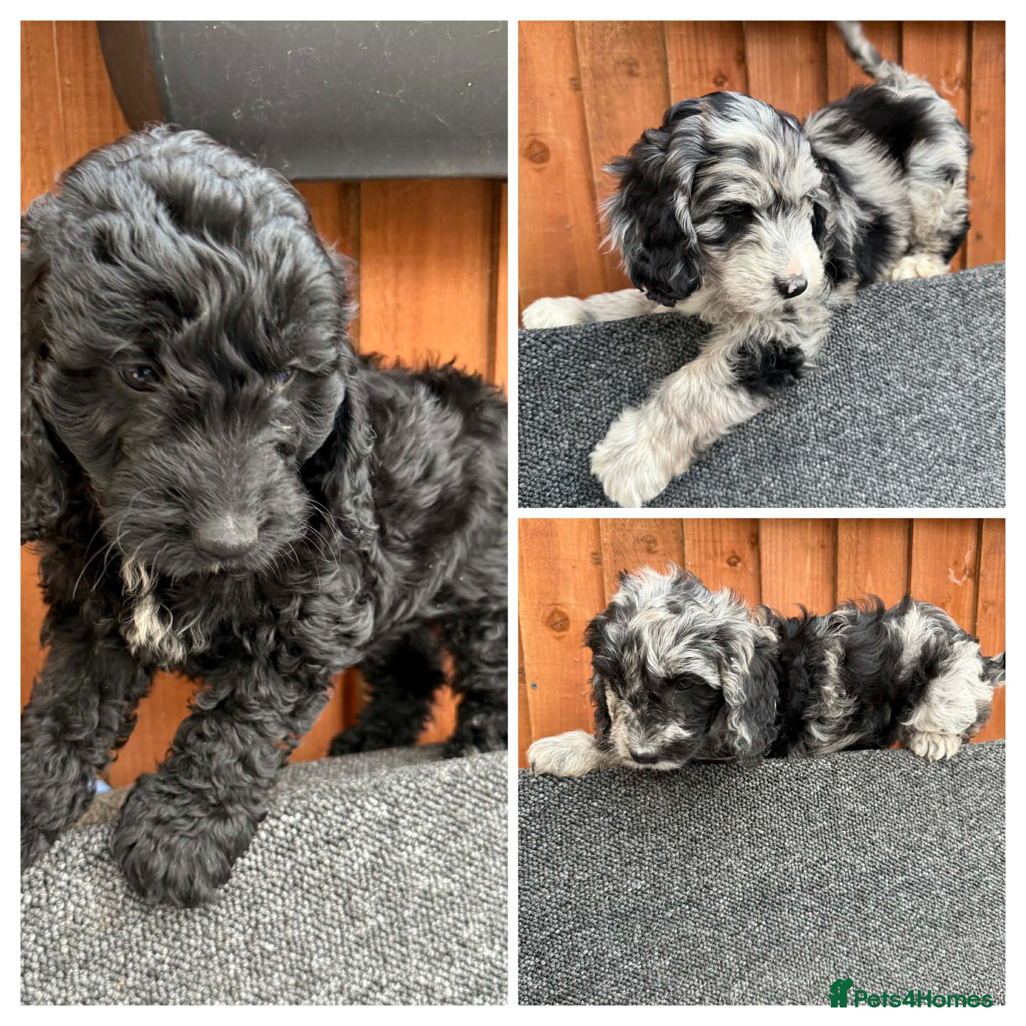 Australian Labradoodle dogs READY 1 girls 2 boy  AUSTRALIAN LABRADOODLE  - Advert 1