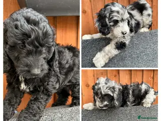 Australian Labradoodle dogs READY 1 girls 2 boy AUSTRALIAN LABRADOODLE - Advert 1