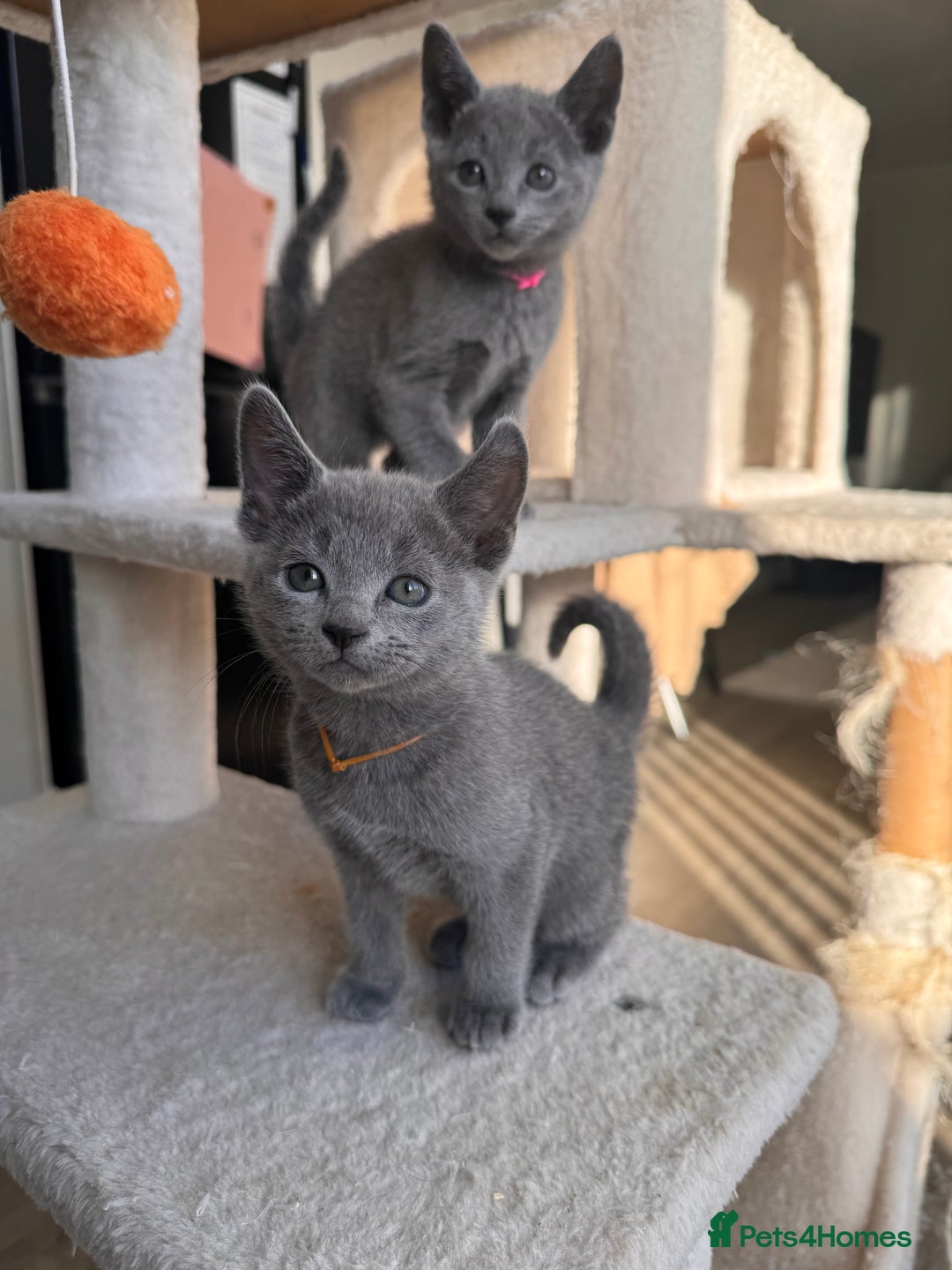 Russian Blue cats for sale: 🐾 Premium Home-Raised Russian Blue Kittens -Ready - Advert 2