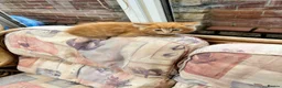 Mixed Breed cats for sale: Ginger-Tortie Kittens  - Advert 17