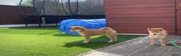 Japanese Shiba Inu dogs for sale: KC registered Japanese Shiba Inu puppies - Advert 5