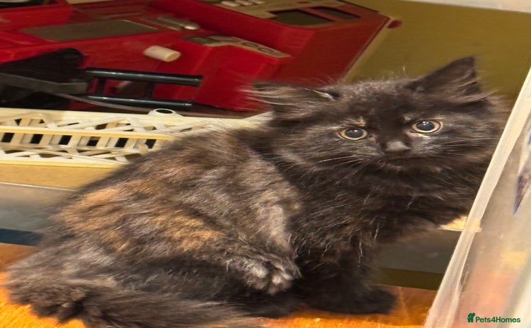 Mixed Breed cats - Advert 1