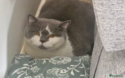 British Shorthair cats for sale: Friendly british shorthair cat for sale - Image 3