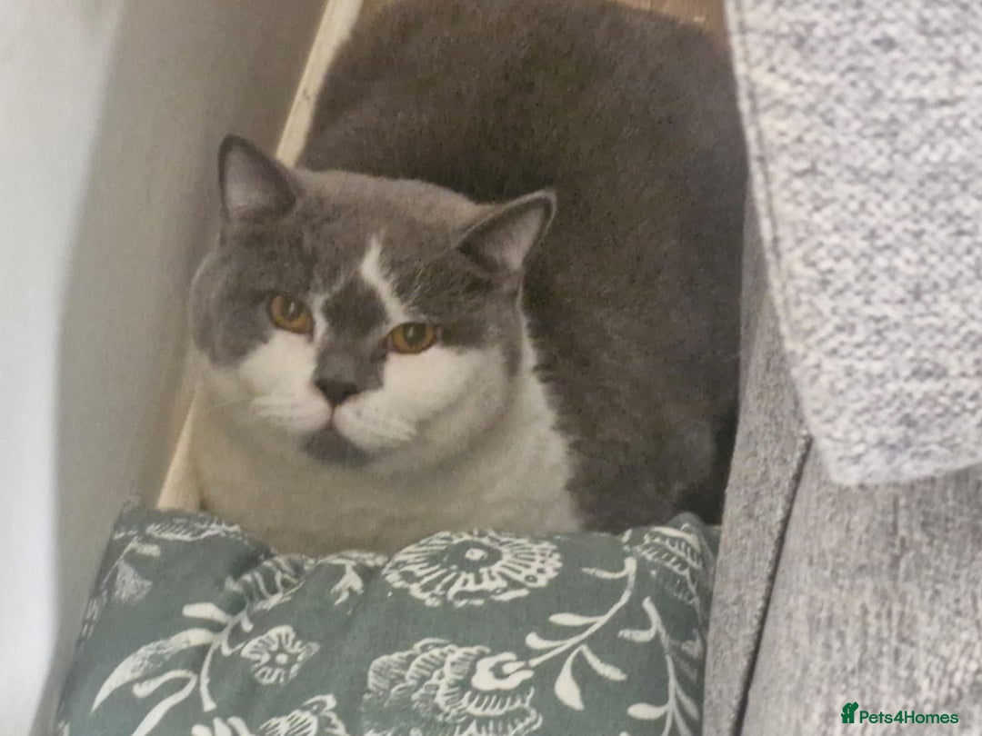 British Shorthair cats for sale: Friendly british shorthair cat for sale - Image 3
