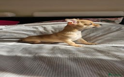 Chihuahua dogs for sale: Chihuahua puppie Small size - Image 1