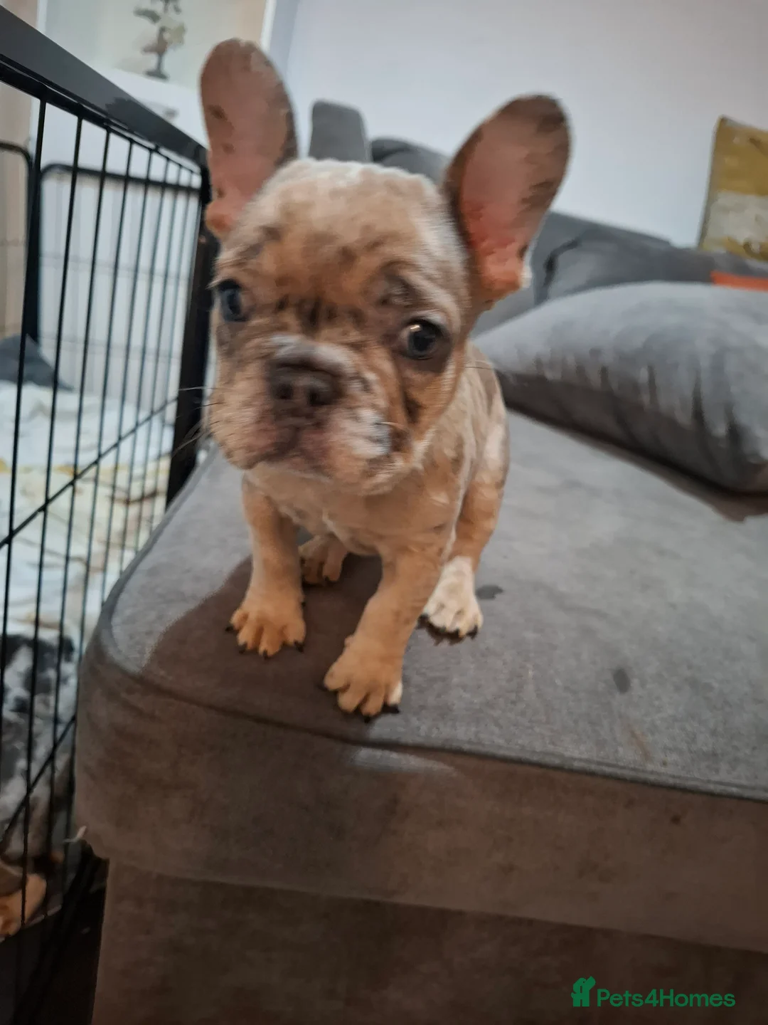 French Bulldog dogs for sale: Kc Registered Merle French Bulldog puppy in Birmingham - Advert 7