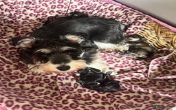 Miniature Schnauzer dogs for sale: Two Gorgeous boys  - Image 5