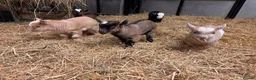 Goats livestock for sale: Gorgeous Pygmy Goats - Ready from mid April  - Advert 4